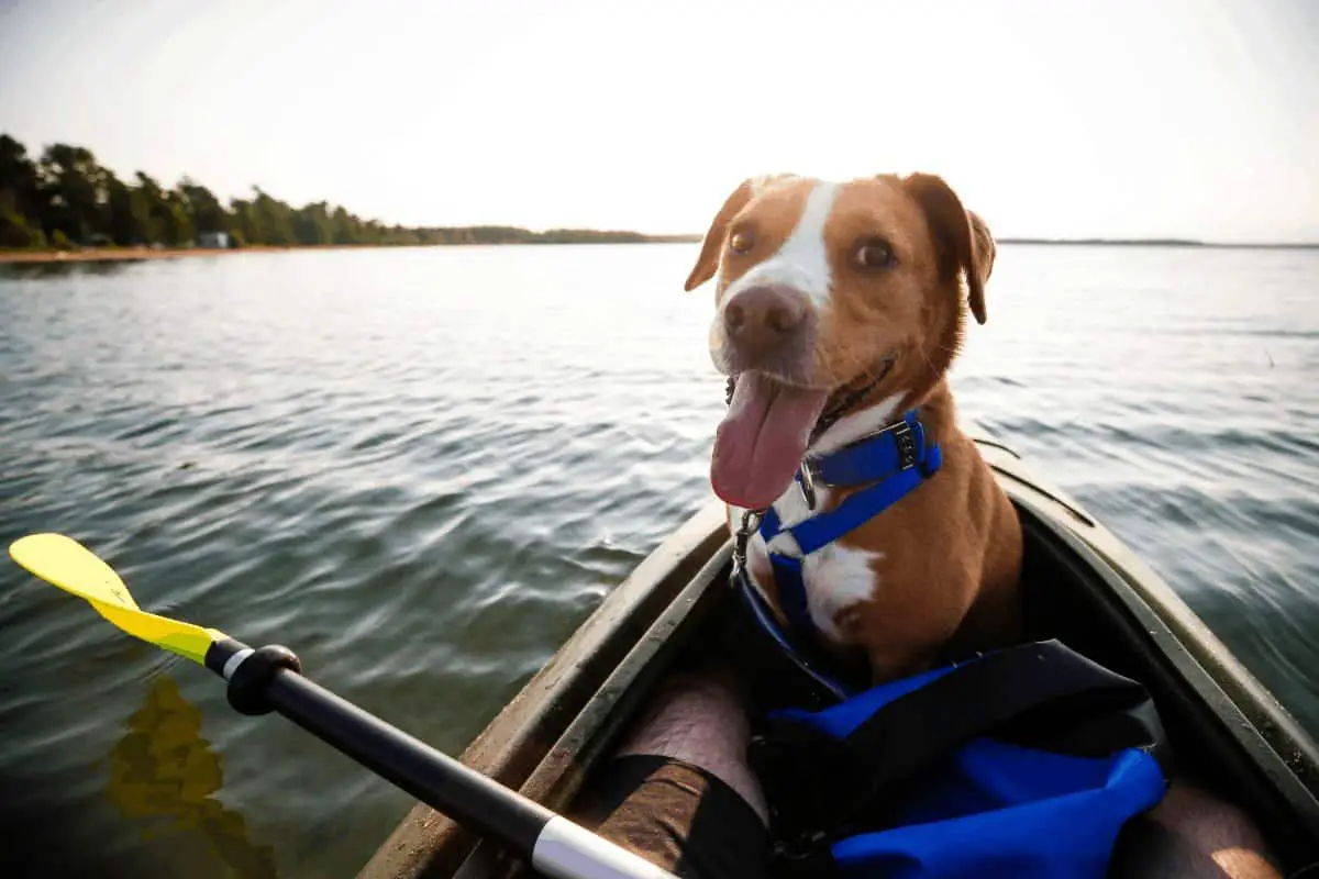 pros and cons of sit on top kayak