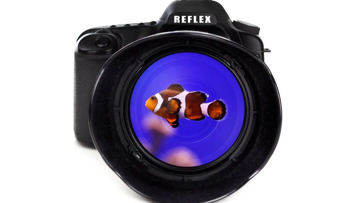 Best Underwater Fish Cameras
